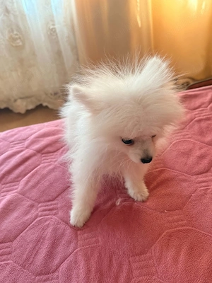 Pomeranian de talie mica  - imagine 3