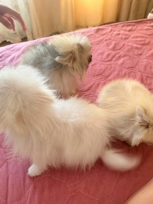 Pomeranian de talie mica  - imagine 4