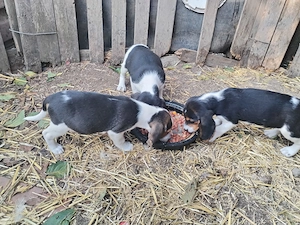 Pui de beagle de vînzare  - imagine 5