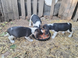 Pui de beagle de vînzare  - imagine 4