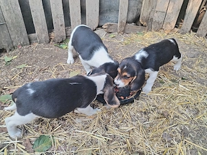 Pui de beagle de vînzare  - imagine 3