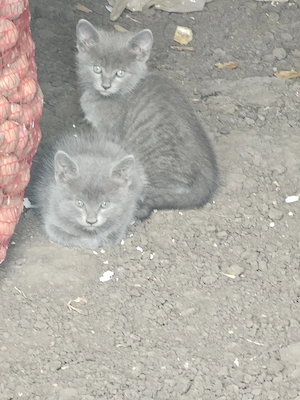 vînd corcitură de pisică birmaneză am doi puiuți sunt foarte deștepte - imagine 3