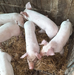 Vand purcei cu varsta de 6 saptamani 