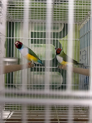canari + goulzi amandin 