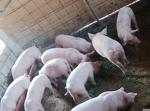 Disponibil rasa landras cu marele alb 