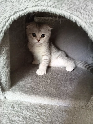Băiețel Scottish Fold  - imagine 3