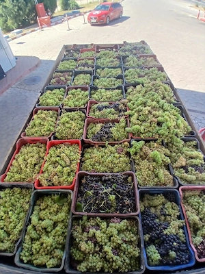 vand struguri de vin transport gratuit la domiciliu pret 2 lei kg 