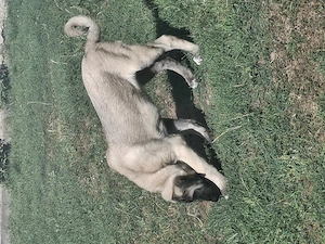 Kangal malakli femelă 3luni jumate - imagine 3