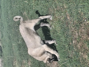 Kangal malakli femelă 3luni jumate