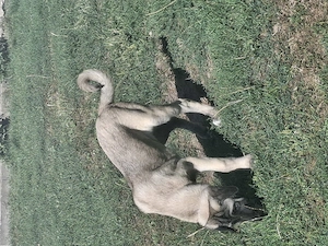 Kangal malakli femelă 3luni jumate - imagine 2