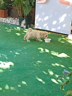 Vand catelus maltipoo