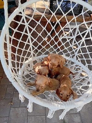 catelusi cocker spaniel  ,deparazitare facuta si carnet de sanatate - imagine 5
