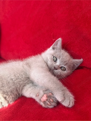 British Shorthair Motănel - imagine 6
