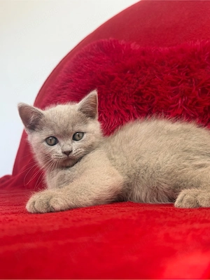 British Shorthair Motănel - imagine 2