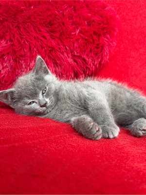 British Shorthair Blue Motănel - imagine 7