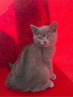 British Shorthair Blue Motănel - imagine 8