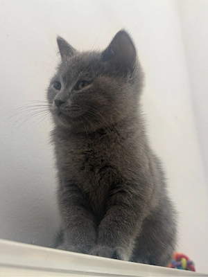 British Shorthair Blue Motănel - imagine 3