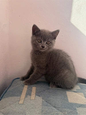 British Shorthair Blue Motănel - imagine 4