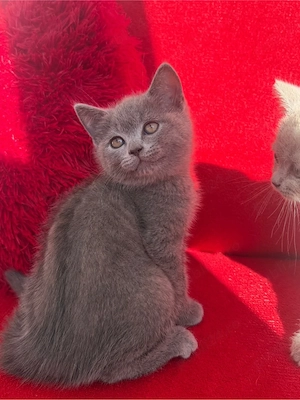 British Shorthair Blue Motănel - imagine 6