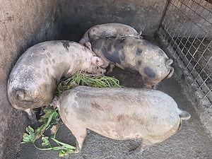 Vand porci
