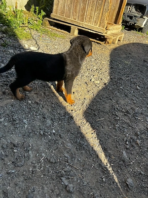  Vând căței Rottweiler    - imagine 2