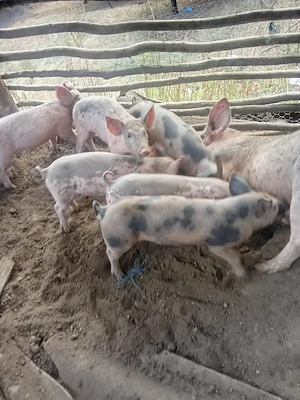 vînd purcei de 7 săptămîni - imagine 5