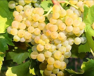 de vânzare struguri de vin pret 2 lei kg cu transport gratuit la domiciliu 