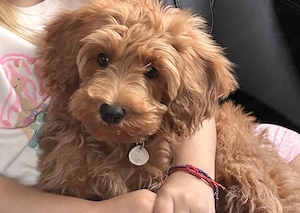 Catelusa rasa CockaPoo