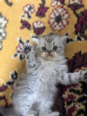 Căutăm căsuța noua pui de pisică british shorthair  - imagine 3