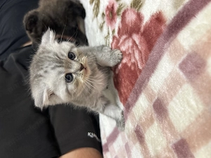 Căutăm căsuța noua pui de pisică british shorthair  - imagine 5