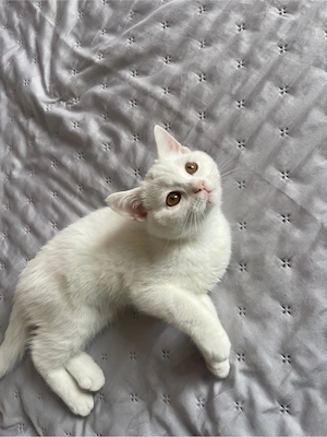 british shorthair