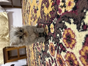 Căutăm căsuța noua pui de pisică british shorthair  - imagine 2