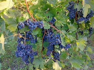 struguri de vanzare mierlot 