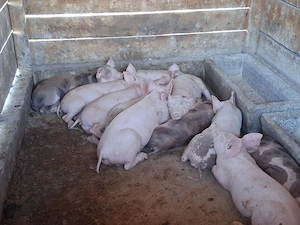 vând 11 purcei de 12  săptămâni ,25 kg