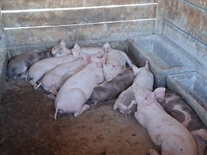 vând 11 purcei de 12  săptămâni ,25 kg - imagine 3