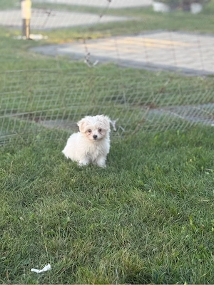 Bichon Maltez Mini Toy - imagine 2