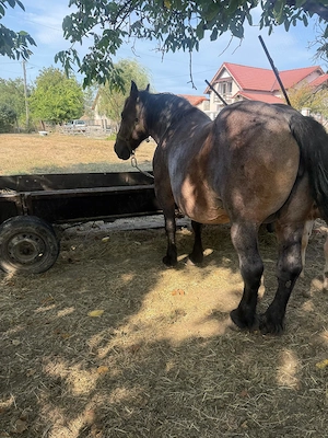 Vind iapa cu minza de o săptămână  - imagine 2