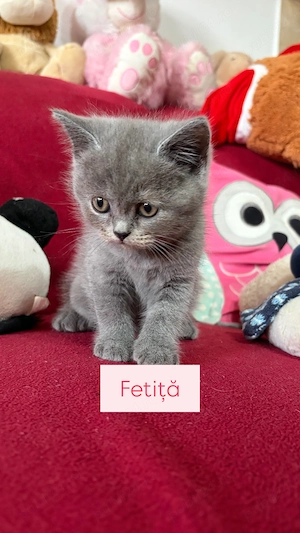 Pui british shorthair  - imagine 3