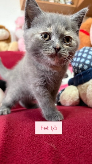 Pui british shorthair  - imagine 2