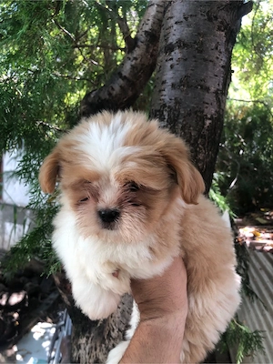 catelusa shihtzu 2 luni - imagine 3