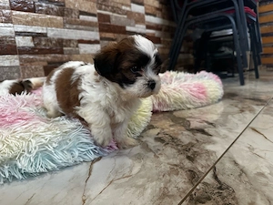 Bichon Maltez Mini Toy  Shitzu Mini Toy 