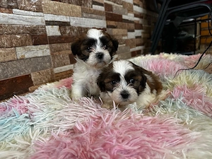 Shitzu mini toy  Bichon maltez mini toy  - imagine 4