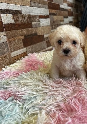 Bichon Maltez Mini Toy  Shitzu Mini Toy  - imagine 5