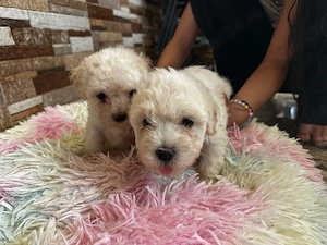 Bichon Maltez Mini Toy  Shitzu Mini Toy  - imagine 2