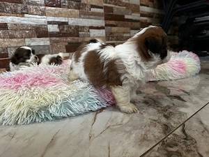 Bichon Maltez Mini Toy  Shitzu Mini Toy  - imagine 4