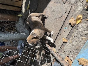 Pui amstaff de vanzare - imagine 4