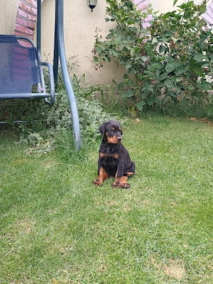 pui de doberman - imagine 2