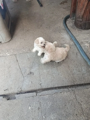 Vând bichon maltez - imagine 3