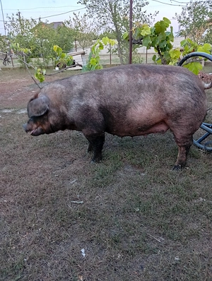 Purcei rasă DUROC PUR. - imagine 3