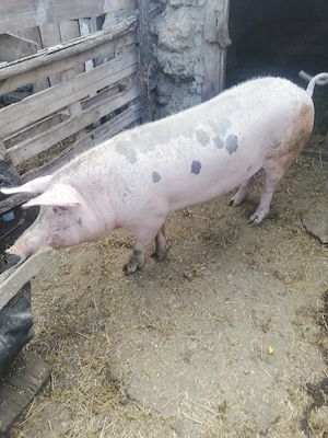 Porc de vinzare - imagine 3